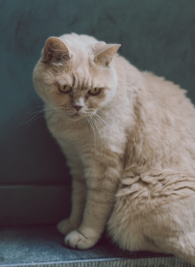 The brown cat sitting
